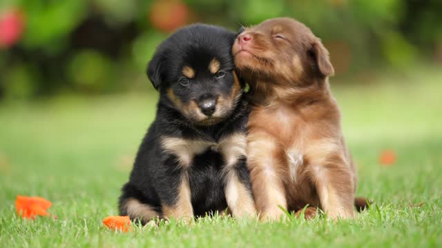 Two beautiful puppy dogs in the garden