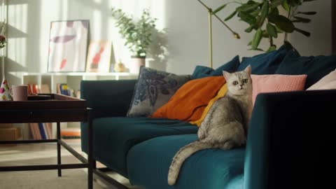 Cat sitting on sofa in living room. Domestic animal at home