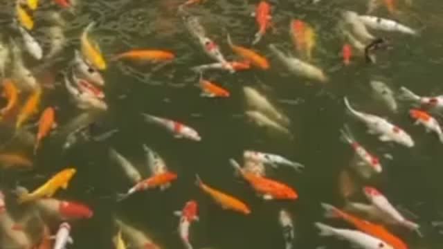 The koi fish are so beautiful