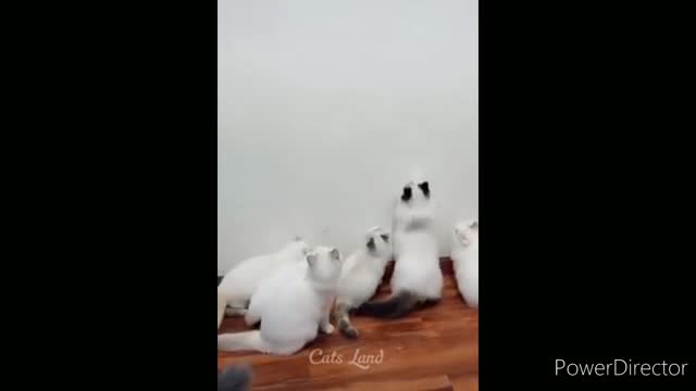 Funniest cats video 2022 #17