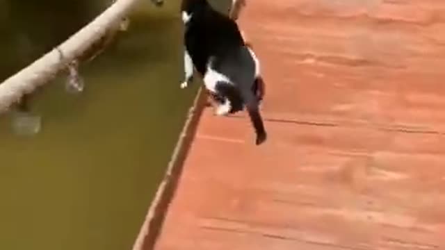 Funny pets! cat falls into the water #shorts #tiktok