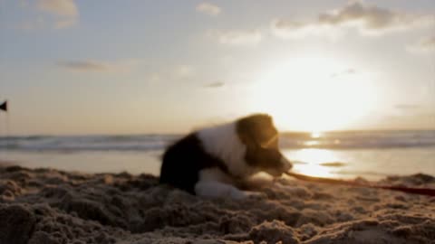 Dog having fun on the beach at sunset