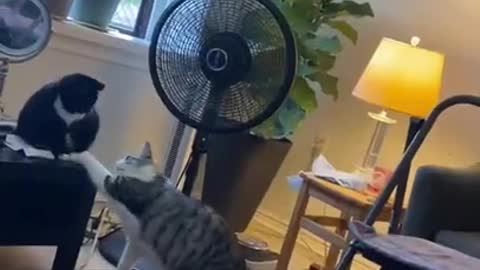 get a second cat so the first has a friend...