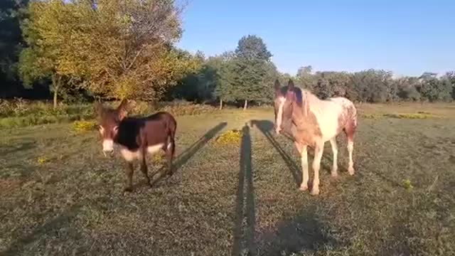 Donkey and Apache