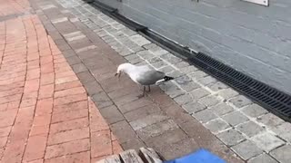 Seagull Steals Snack From Other Seagull