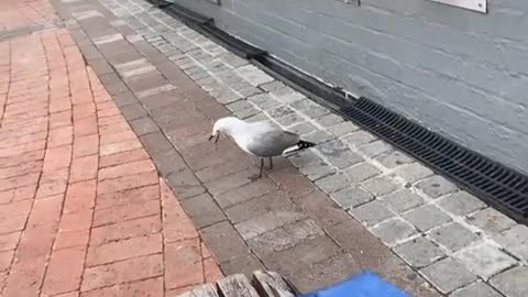 Seagull Steals Snack From Other Seagull