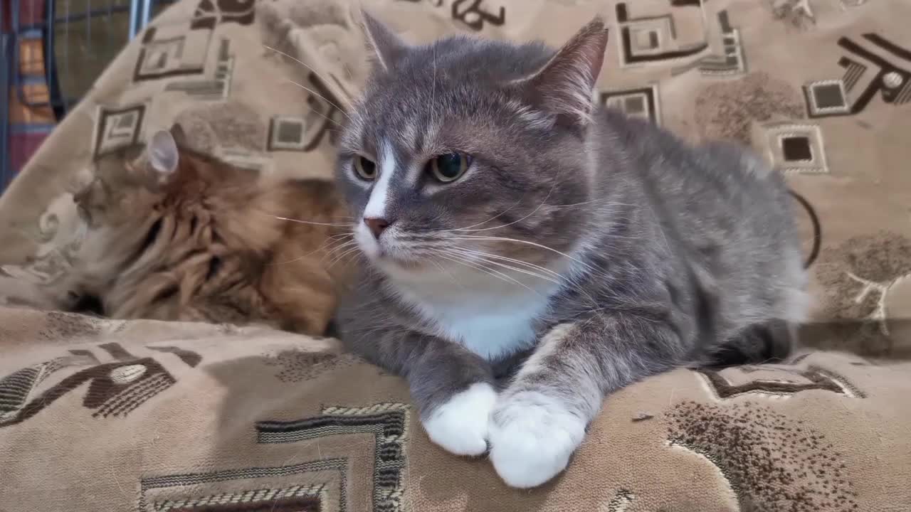 If you see the kind of cat run🙏