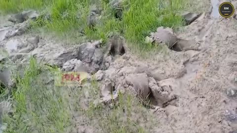 Khowang : Wild Buffalo in paddy field