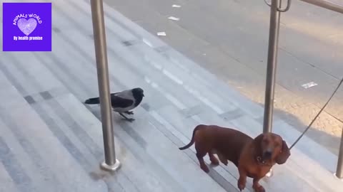 A bird disturbing dog | funny video