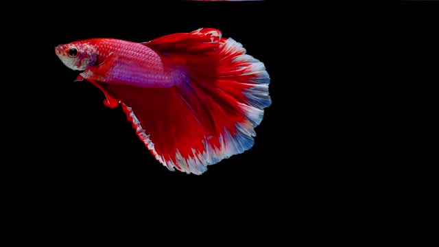 Betta Fish