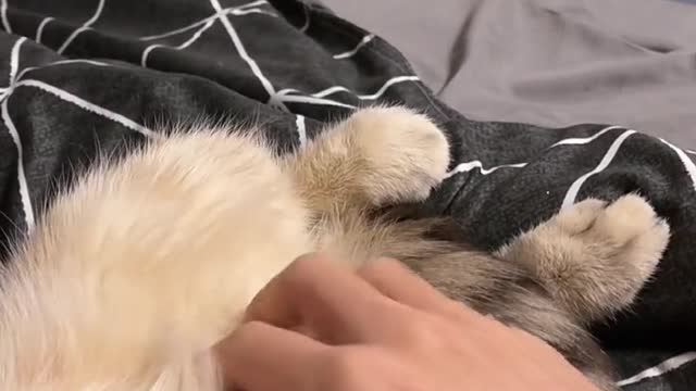The daily life of the cat