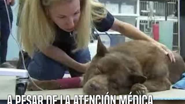 Entierran viva a esta perrita y ofrecen recompensa para encontrar a un culpable