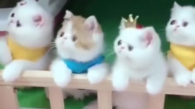 Funny kittens, funny cats