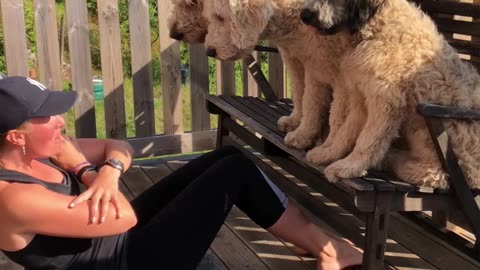 Trio of Goldendoodles Provide Workout Motivation