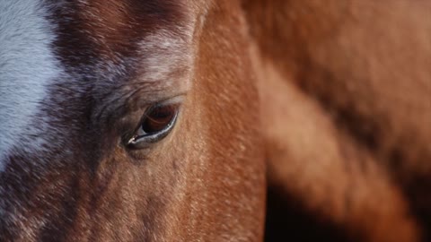 Beautiful brown horse