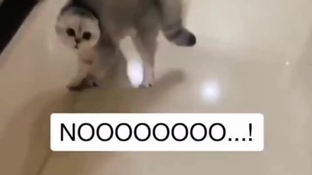 Naughtiest Cat Say Sorry after Mistake call Nooo Noo