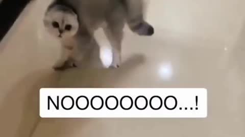 Naughtiest Cat Say Sorry after Mistake call Nooo Noo