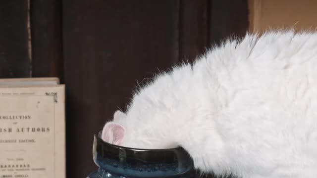 Cat forces head into glass cup | Funny cat videos