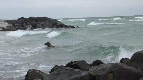 Watch This Adorable Puppy Swimming In The Sea - WOW How Amazing Scene!!