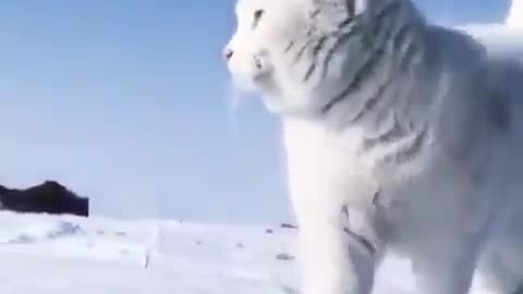 Proud cat walks in Antarctic