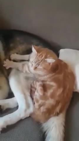 The cute cat is massaging the dog