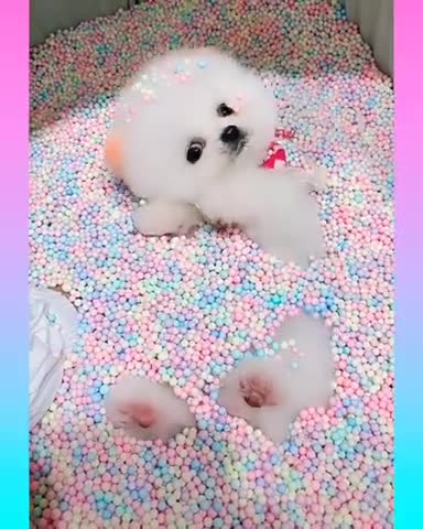 Cute cat funny comedy scenes 🤣🤣