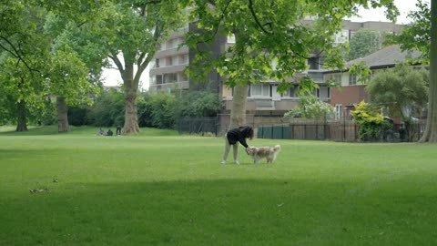 A dog runs to his owner in the park