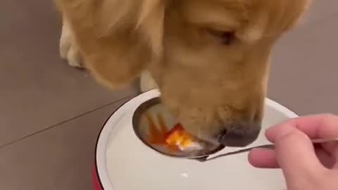 Hey, that's my fish!