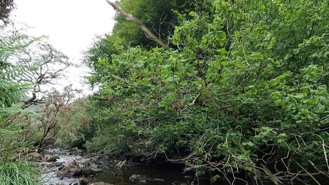 Riverside in Dartmoor