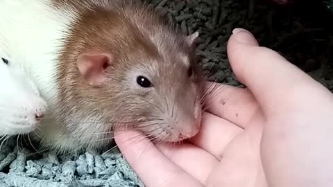 close-up-view-of-hamsters