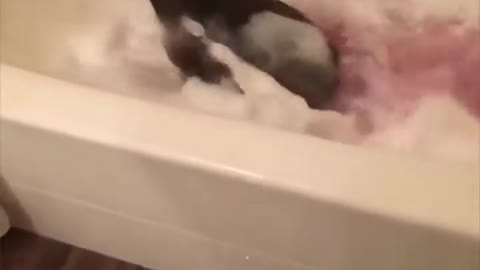 My dog take a shower 🚿