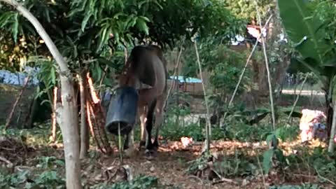 Unexpected moment of cow 🐄🐮 🛢️