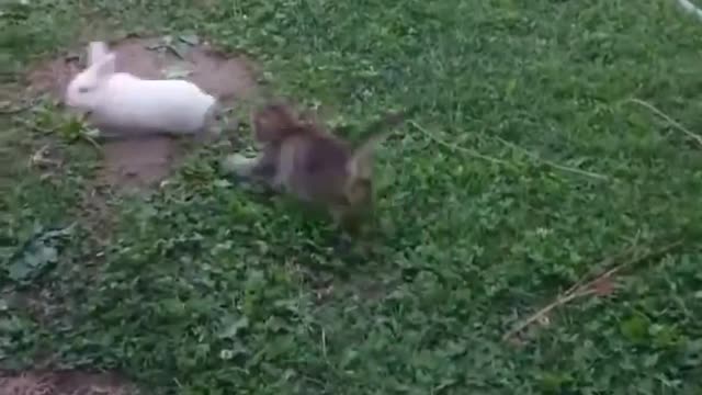 Look at these two cute kitten and bunny playing tag!