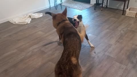 Pit Bull Verses German Shepherd