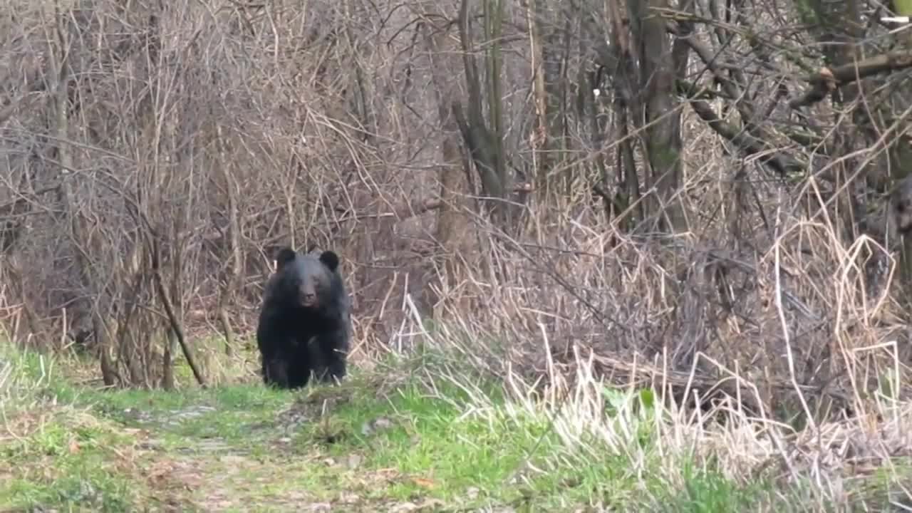 Black Bear