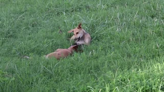 Try Not To Laugh With Funny Cats and Dogs| funny pets