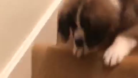 Brown dog hesitating going down staircase