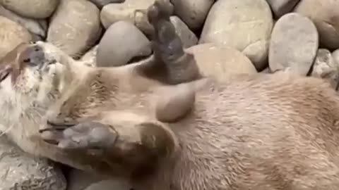 A cute animal is playing a stone cute animals juggling a stone