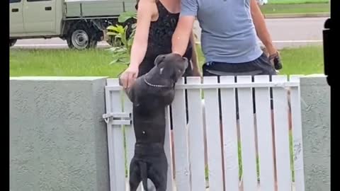 Couple pets neighbour's dog everyday, come back to pet after having baby