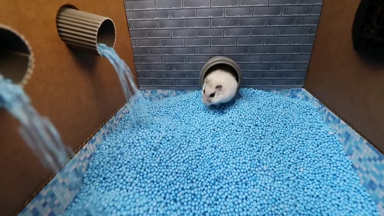 Hamster Escapes the Awesome 5-Star Luxury Prison Maze with Bathtub🐹 for Pets in real life