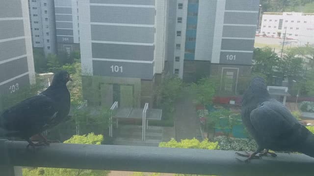 3 pigeons sitting on our window railing