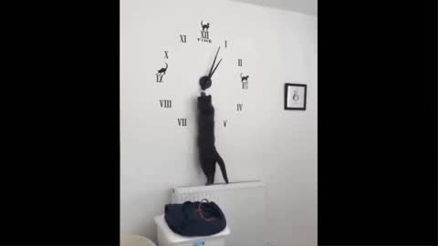 Cat remarkably startled by harmless object