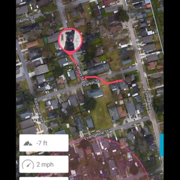 Bowie's first Christmas walk