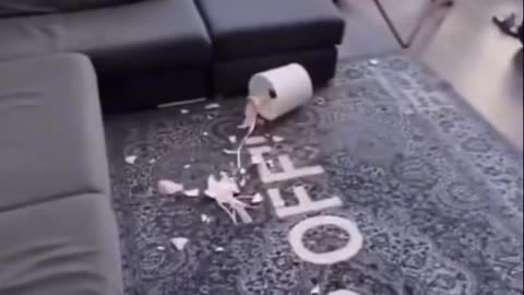 You will love this tiktok video
