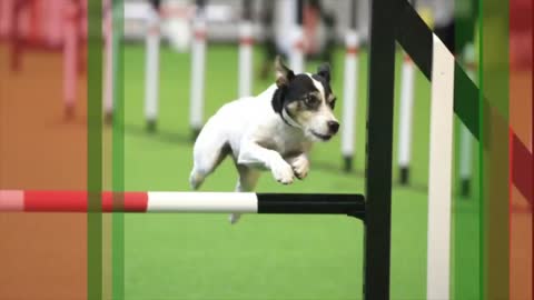 Funniest Moments of Crufts 2012