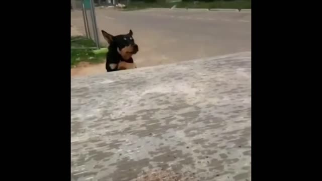 Hilarious Animal Fails Try Not to Laugh