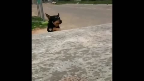 Hilarious Animal Fails Try Not to Laugh
