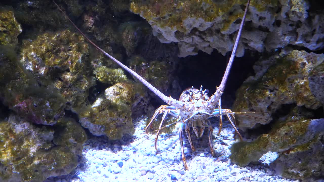 A Large Tropical Lobster Under The Ocean Water