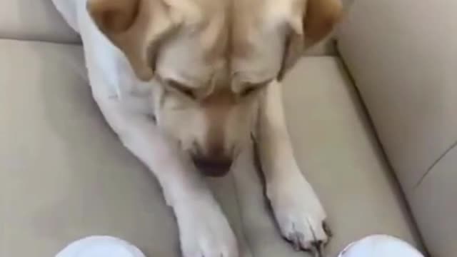 Funny dog choosing ability video