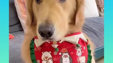 Smart dog video 2021_|28|_